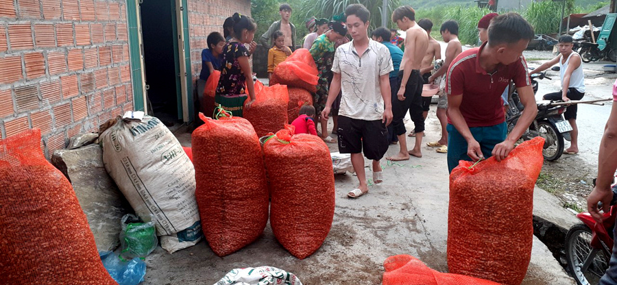 Hà Giang: Nông dân đổi đời nhờ trồng thứ cây ra quả vùi dưới đất, nhổ bật lên toàn củ là củ - Ảnh 2.