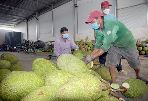 Hậu Giang: Thương lái lo thu gom mít Thái là do xuất khẩu sang Trung Quốc tăng - Ảnh 1.