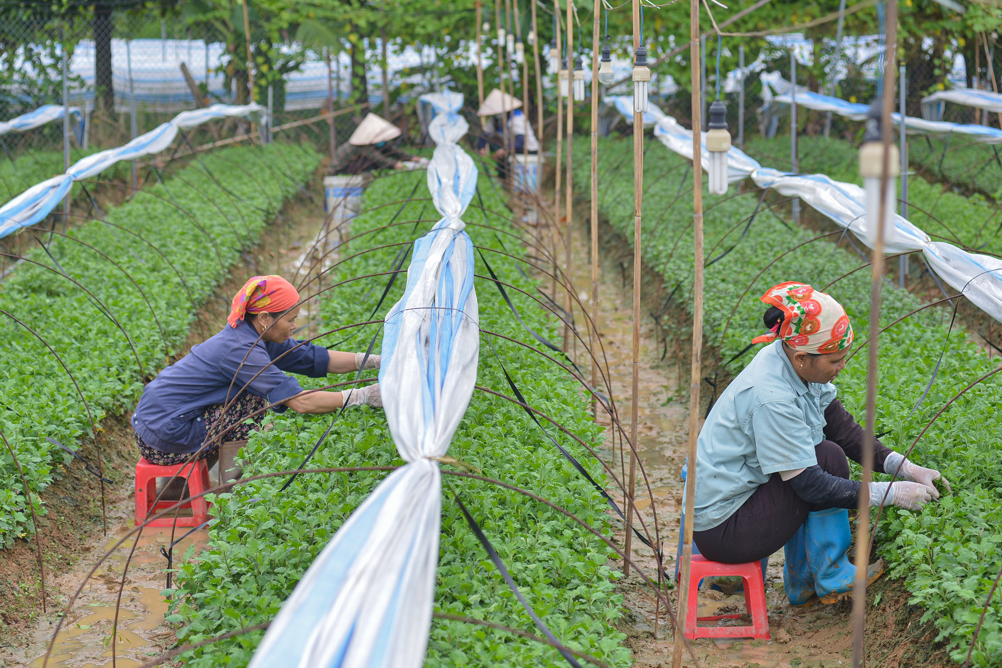 Hà Nội: Thu nhập hơn 1 tỷ đồng mỗi năm từ vườn ươm mầm hoa cúc - Ảnh 6.