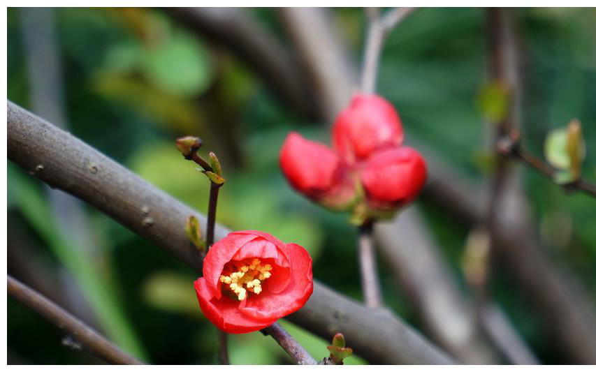 Mùa đông, đừng vội di chuyển cây cảnh này vào nhà, càng lạnh hoa nở càng đẹp