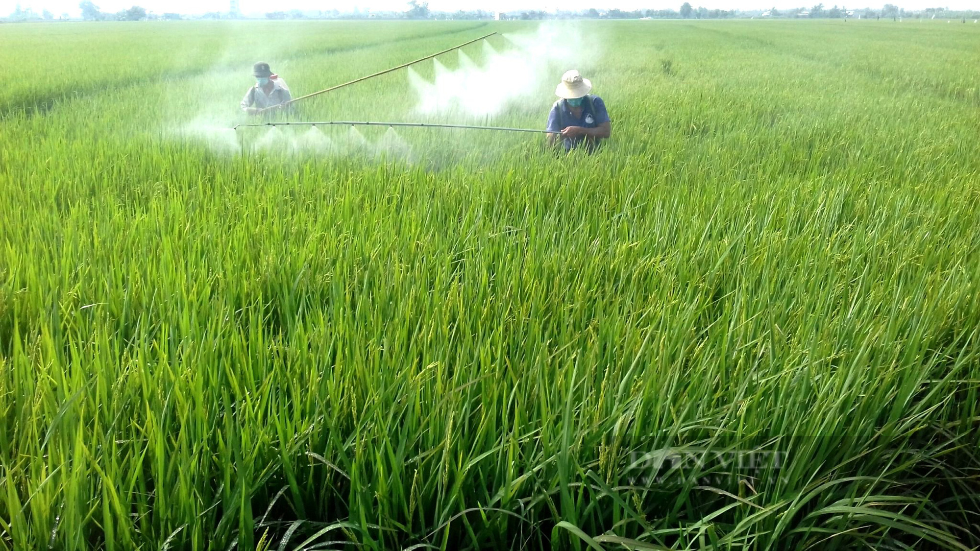 Đề xuất giảm 50% lượng phân bón vụ đông xuân, nông dân ĐBSCL run rẩy làm “vụ lúa ăn chắc” - Ảnh 3.