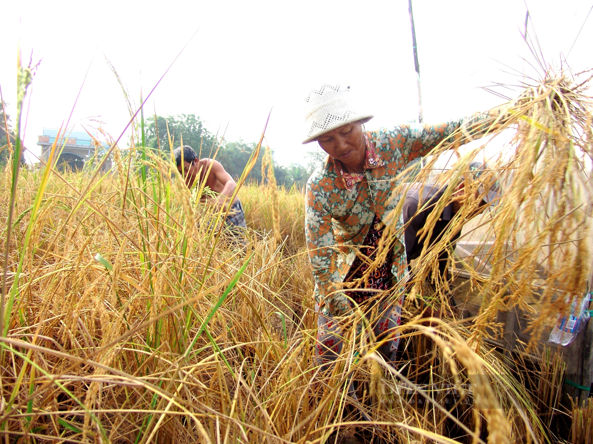 Đề xuất giảm 50% lượng phân bón vụ đông xuân, nông dân ĐBSCL run rẩy làm “vụ lúa ăn chắc” - Ảnh 5.