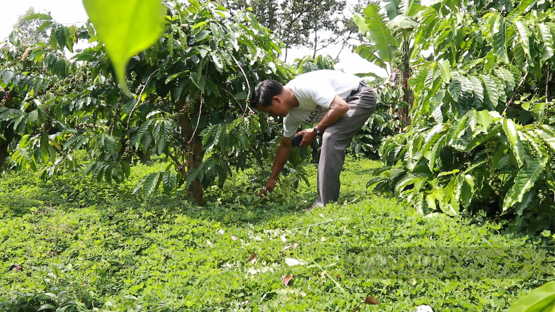 Lâm Đồng: “Siết chặt” quản lý việc sử dụng hoạt chất Glyphosate để diệt cỏ trên vườn cà phê - Ảnh 2.