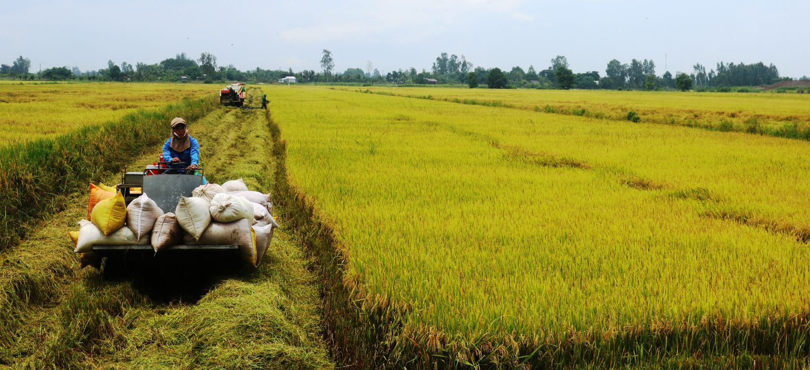 Nâng giá trị sản xuất các loại lúa gạo ngon, chất lượng cao ở ĐBSCL - Ảnh 1.