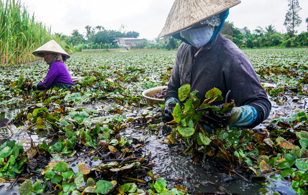Nông sản Việt Nam gọi là củ nhưng mọc dưới nước như lục bình, có thể thổi như sáo - Ảnh 3.