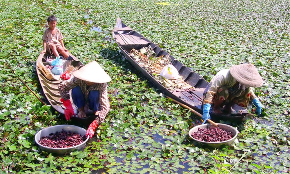 Nông sản Việt Nam gọi là củ nhưng mọc dưới nước như lục bình, có thể thổi như sáo - Ảnh 4.