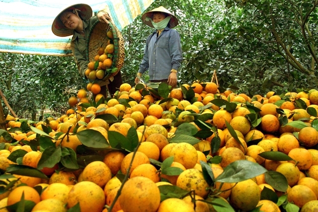 Đưa nông sản lên các sàn thương mại điện tử - Ảnh 2.