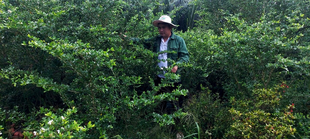 Tiền Giang: Nhân giống cây rừng quý hiếm làm bonsai, anh nông dân 9x thu lời đậm - Ảnh 1.