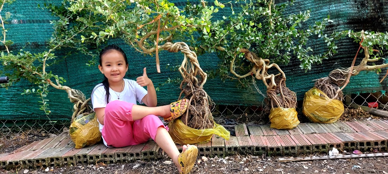 Tiền Giang: Nhân giống cây rừng quý hiếm làm bonsai, anh nông dân 9x thu lời đậm - Ảnh 5.