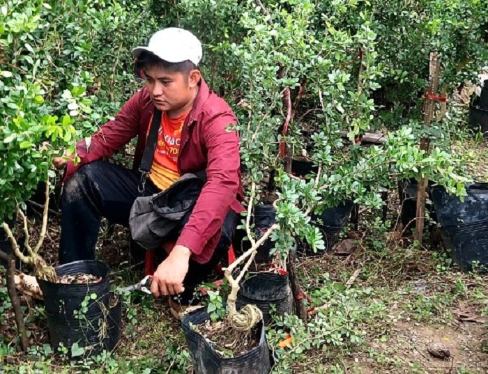 Tiền Giang: Nhân giống cây rừng quý hiếm làm bonsai, anh nông dân 9x thu lời đậm - Ảnh 3.