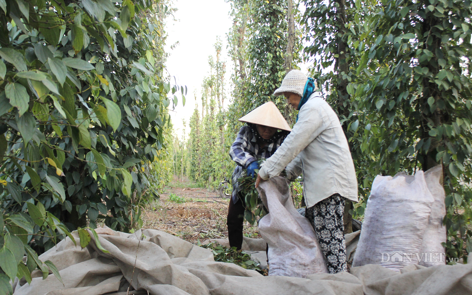 Giá tiêu hôm nay 20/10: Giá &quot;vàng đen&quot; bật tăng kỷ lục, sắp chạm mốc tỷ đô  - Ảnh 1.