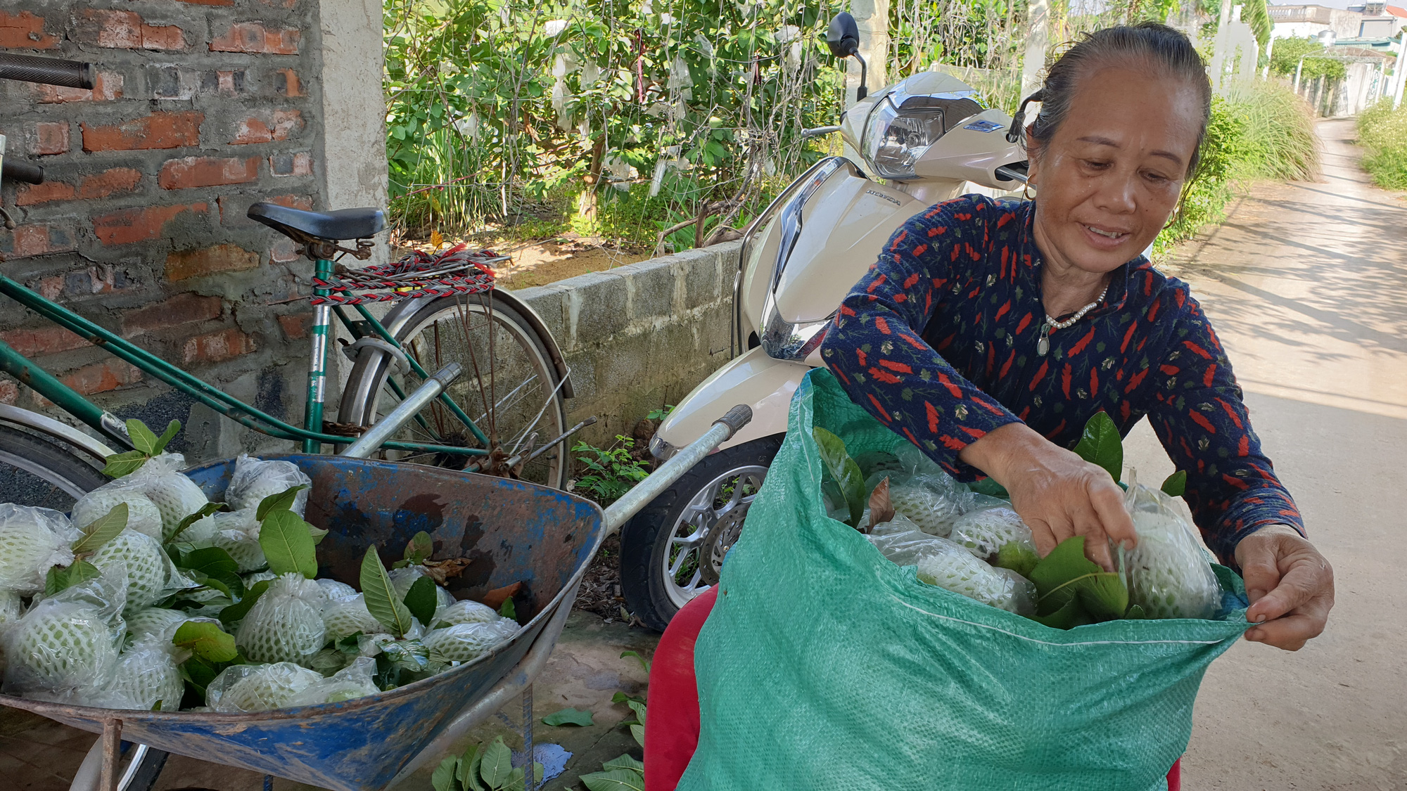 Ninh Bình: Trồng thứ ổi ngon ngọt, ai ăn cũng mê, dân ở vẫn sống khỏe giữa mùa Covid 19 - Ảnh 6.