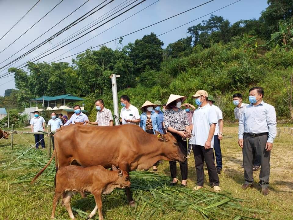 Tuyên Quang: Hội Nông dân trao 40 con bò vàng giống H’Mông đẹp như tranh cho hộ nghèo - Ảnh 1.