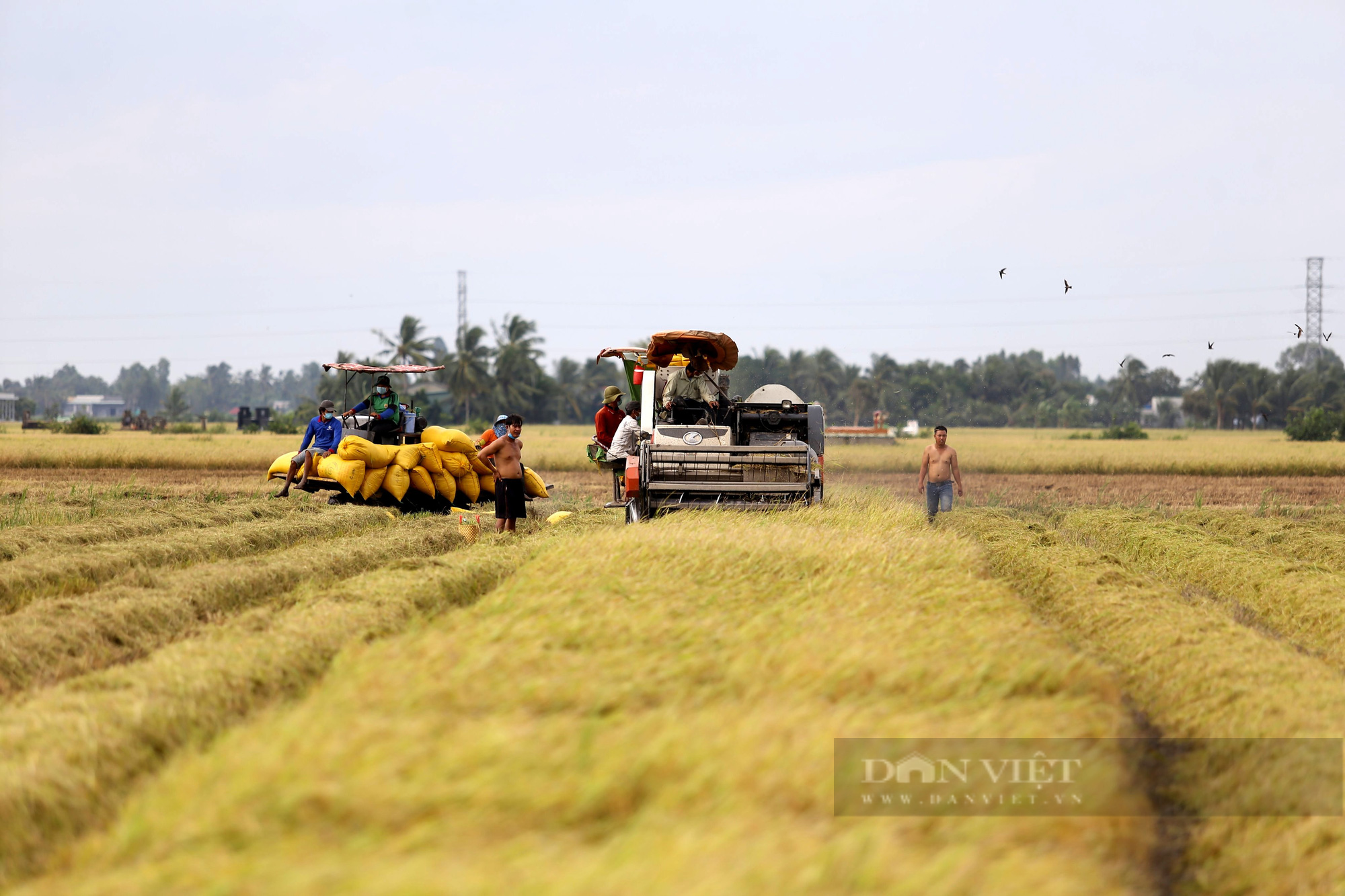 Long An: Vắt 70ha đất trồng cây hỗn hợp bằng cách này, ông nông dân vùng biên trở thành tỷ phú - Ảnh 2.