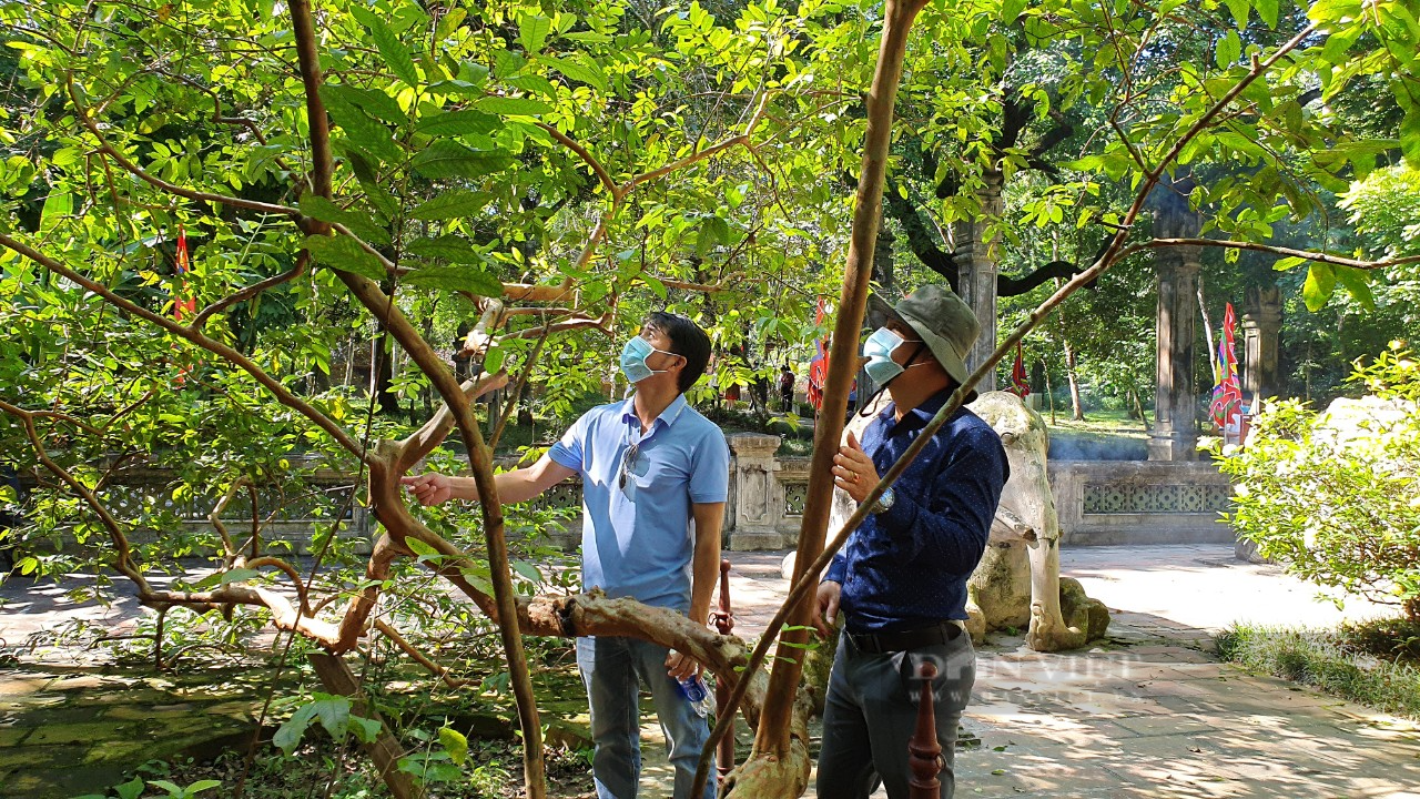 Những câu chuyện khó tin về các &quot;cụ cây&quot; ở khu di tích Lam Kinh - Ảnh 2.