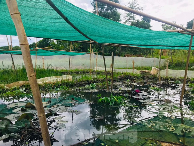 Biến ruộng hoang thành ao nuôi con 'siêu đẻ', chàng trai 9x bỏ túi hàng trăm triệu - Ảnh 4.