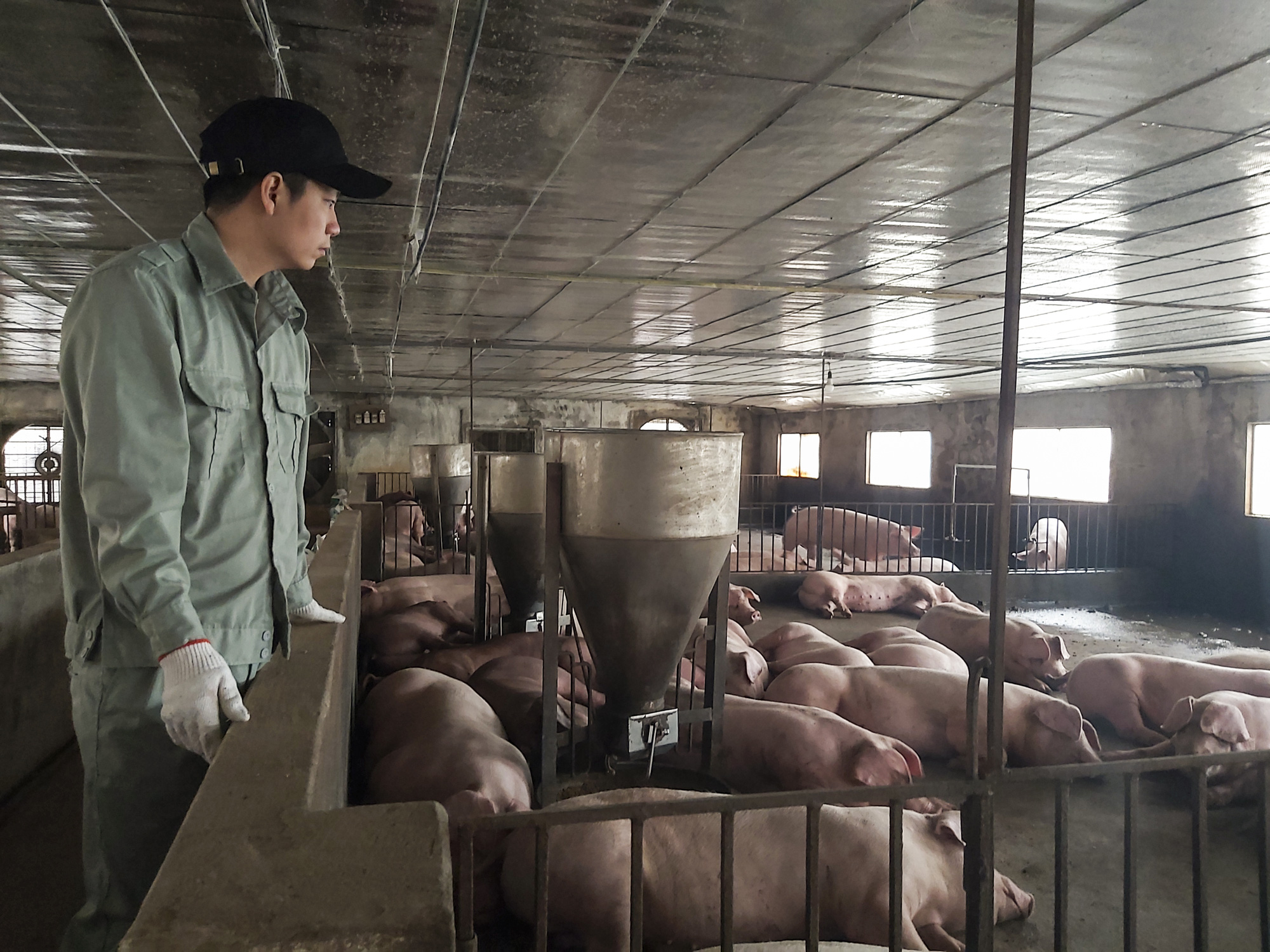 Giá lợn hơi &quot;chạm đáy&quot; sau gần 2 năm, bán 1 con lợn người dân lỗ 2 triệu đồng - Ảnh 4.