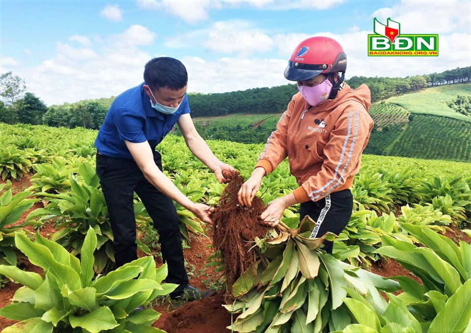 Đắk Nông: Trồng thứ cây lạ củ ra từng chùm như trứng cút, nông dân đào lên không biết bán cho ai - Ảnh 1.