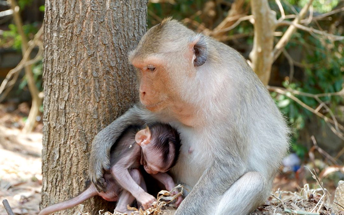 Bà Rịa - Vũng Tàu: Đưa đàn khỉ trên Núi Lớn vào diện kiểm soát