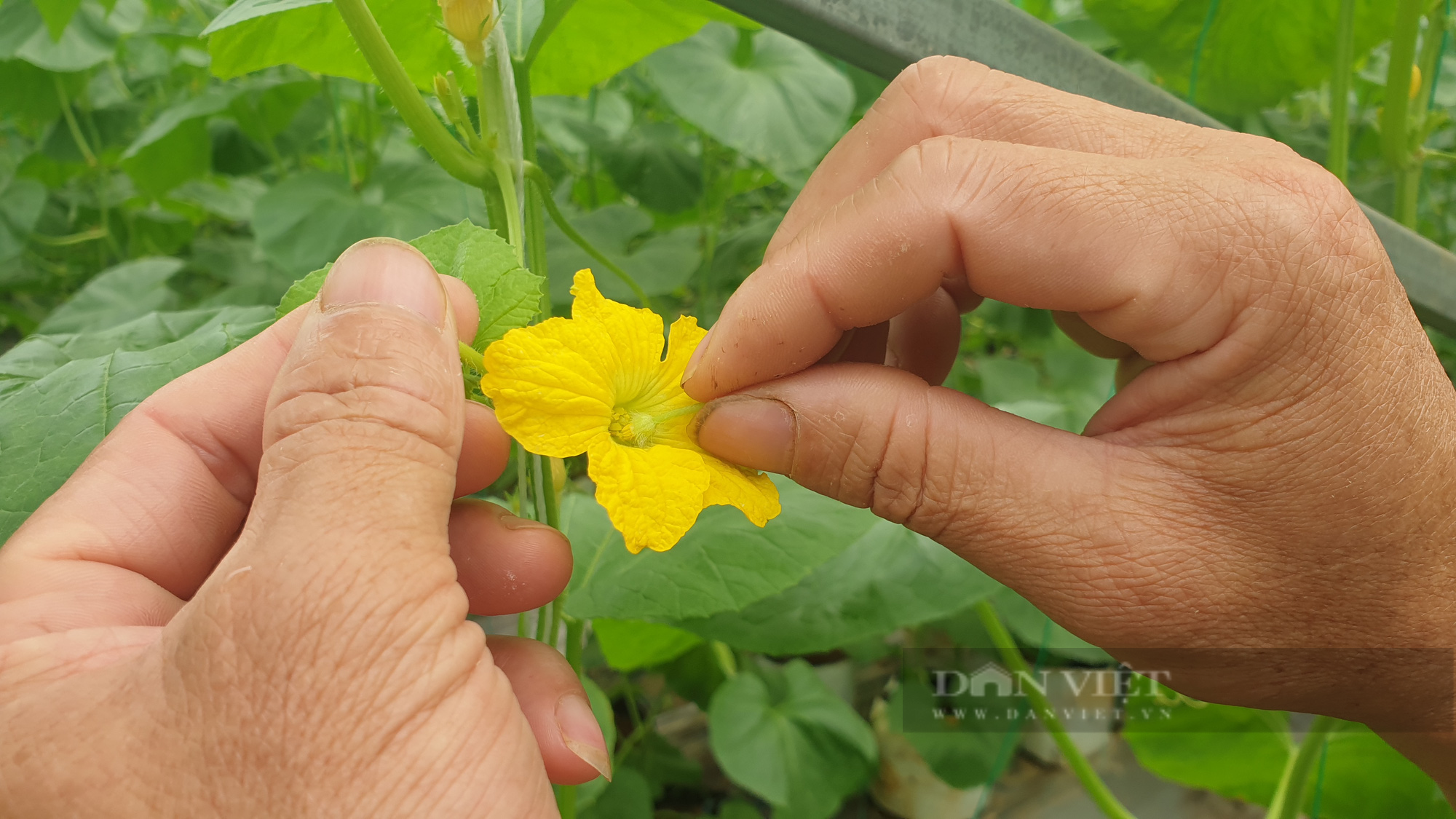 Thanh Hóa: Bỏ phố về quê trồng dưa công nghệ cao, 8x bỏ túi hàng trăm triệu mỗi năm   - Ảnh 3.