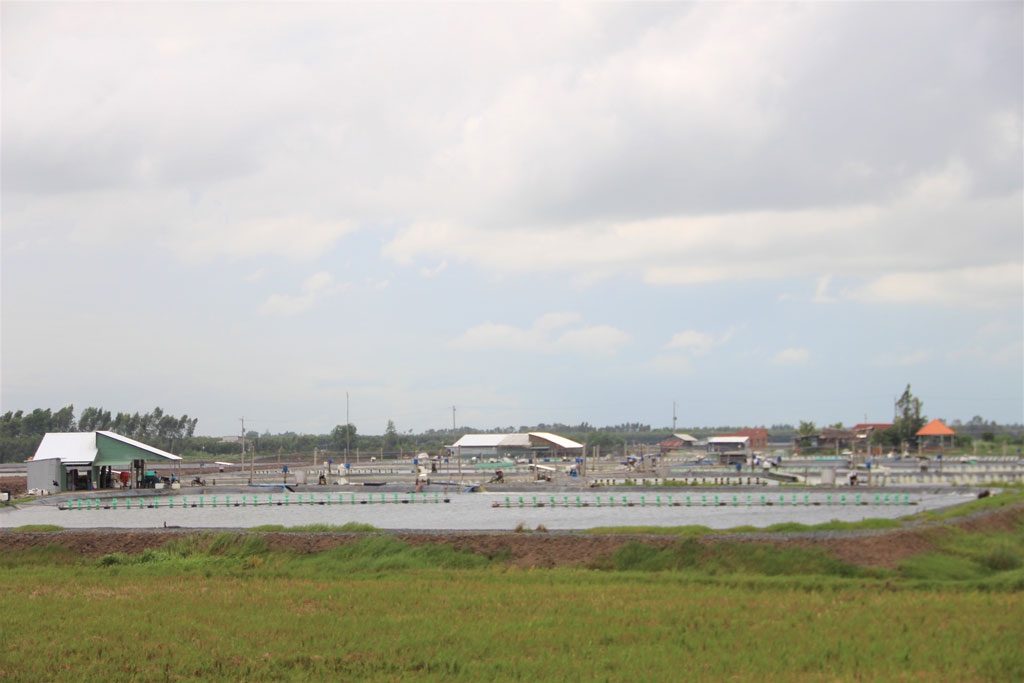 Long An: Vẫn còn khoan giếng lấy nước nhiễm mặn bơm vào ao nuôi tôm trong vùng ngọt Đồng Tháp Mười - Ảnh 1.