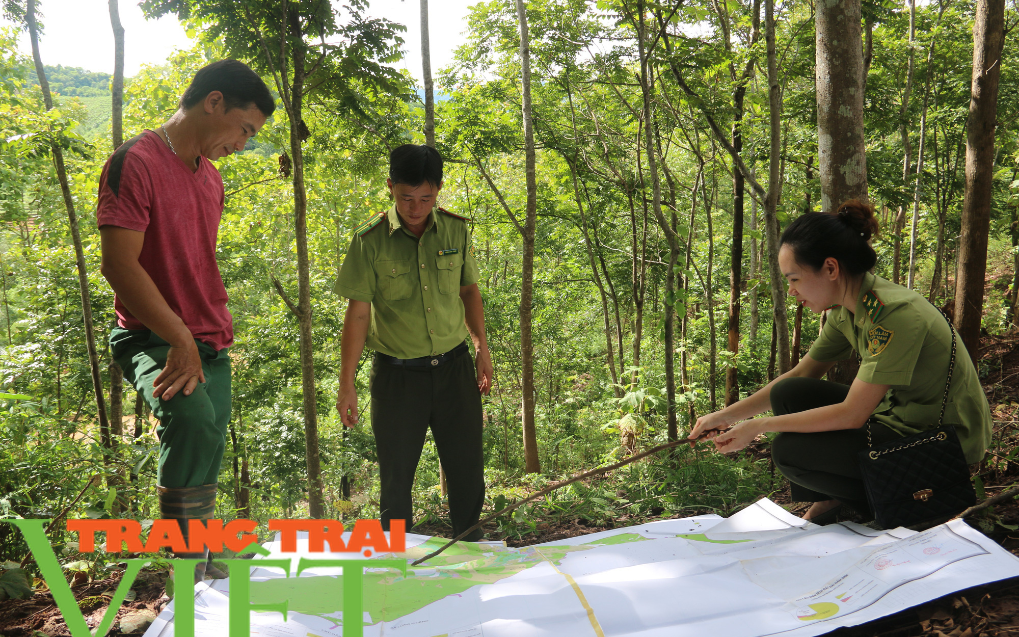 Nông thôn Tây Bắc: Phát triển và bảo vệ rừng ở Yên Châu