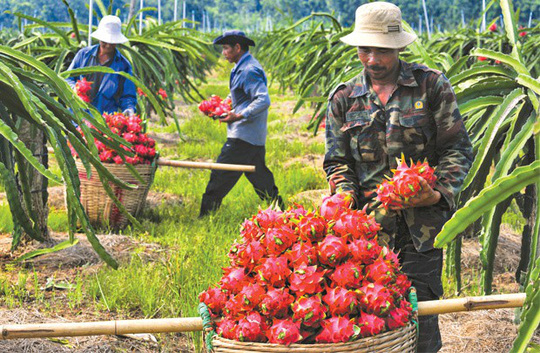 Xuất khẩu trái cây kỳ vọng kéo lại đơn hàng dịp cuối năm - Ảnh 1.