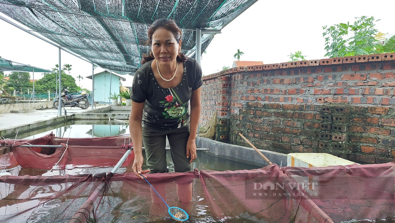 Nuôi con làm cảnh trong bể, vừa được ngắm chơi, nông dân vừa kiếm tiền đầy túi - Ảnh 2.