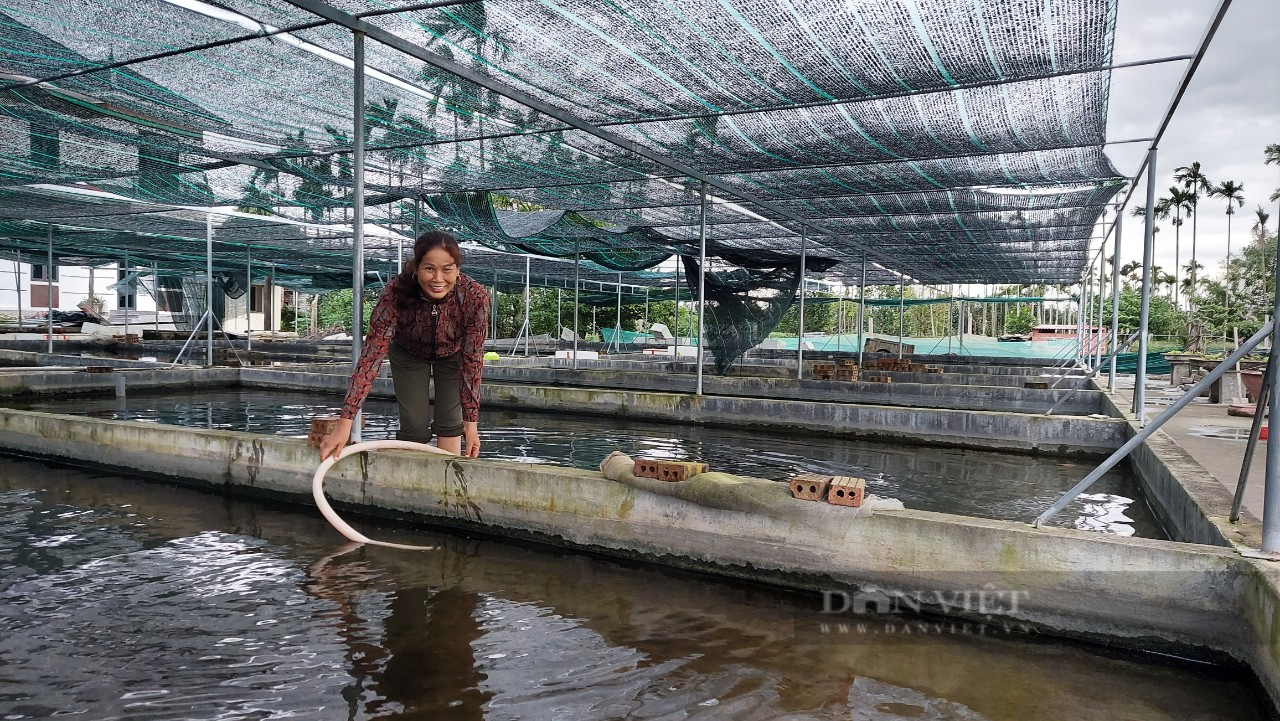 Nuôi con làm cảnh trong bể, vừa được ngắm chơi, nông dân vừa kiếm tiền đầy túi - Ảnh 4.