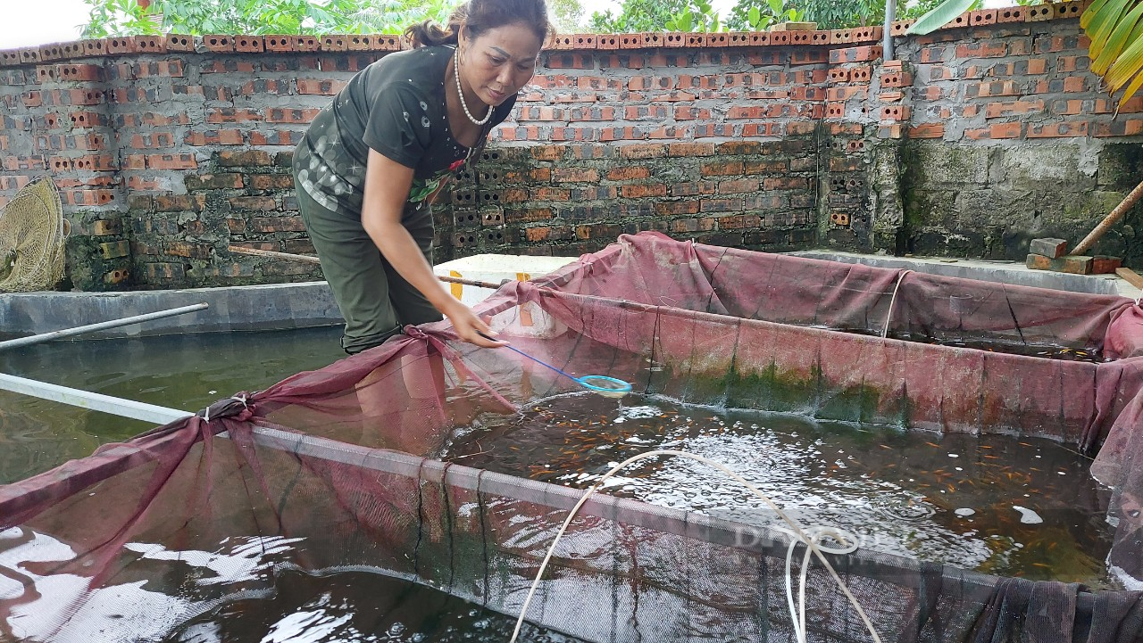 Nuôi con làm cảnh trong bể, vừa được ngắm chơi, nông dân vừa kiếm tiền đầy túi - Ảnh 6.