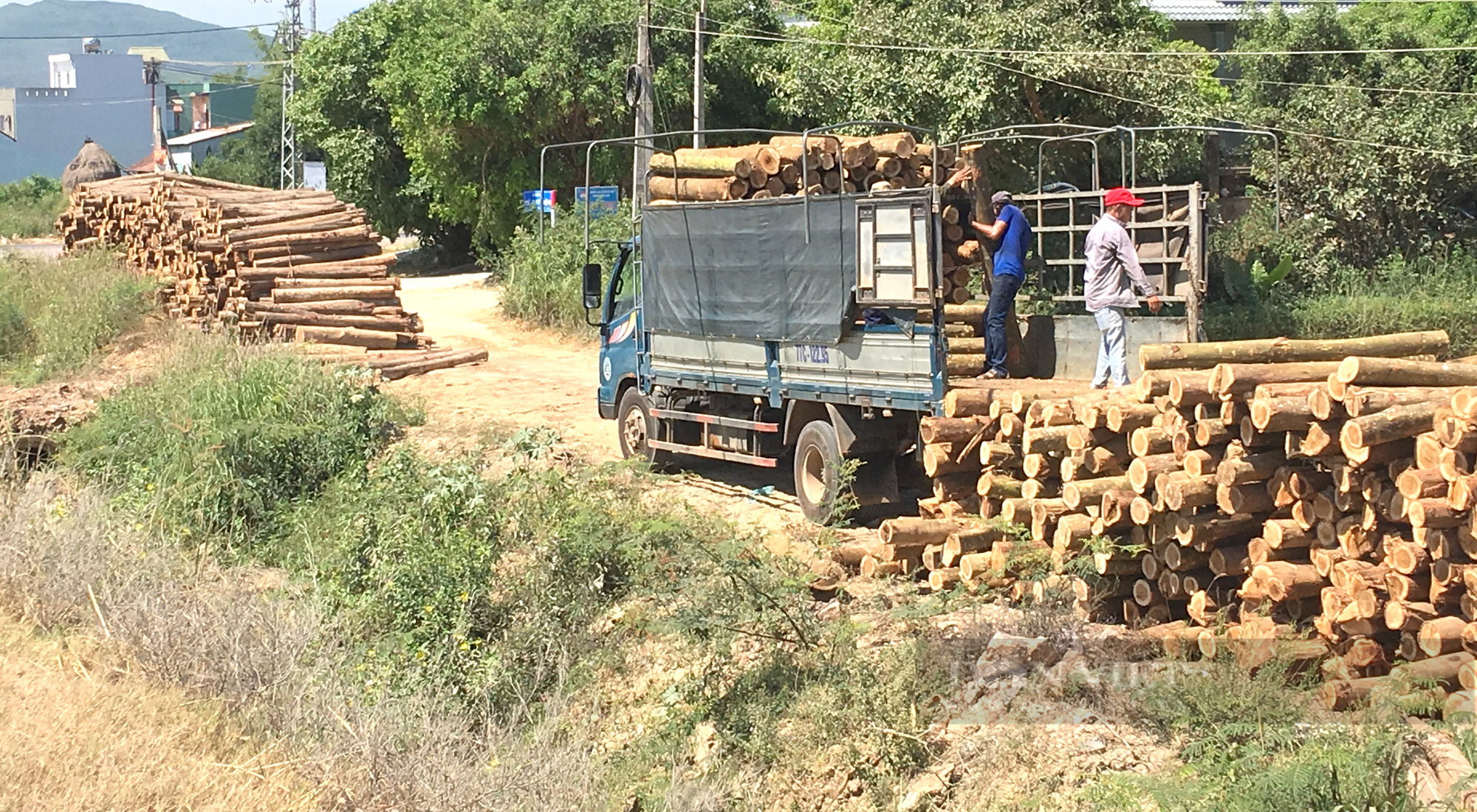 Bình Định: Trồng rừng gỗ lớn để &quot;xóa&quot; đứt gãy cung ứng nguyên liệu chế biến gỗ - Ảnh 3.