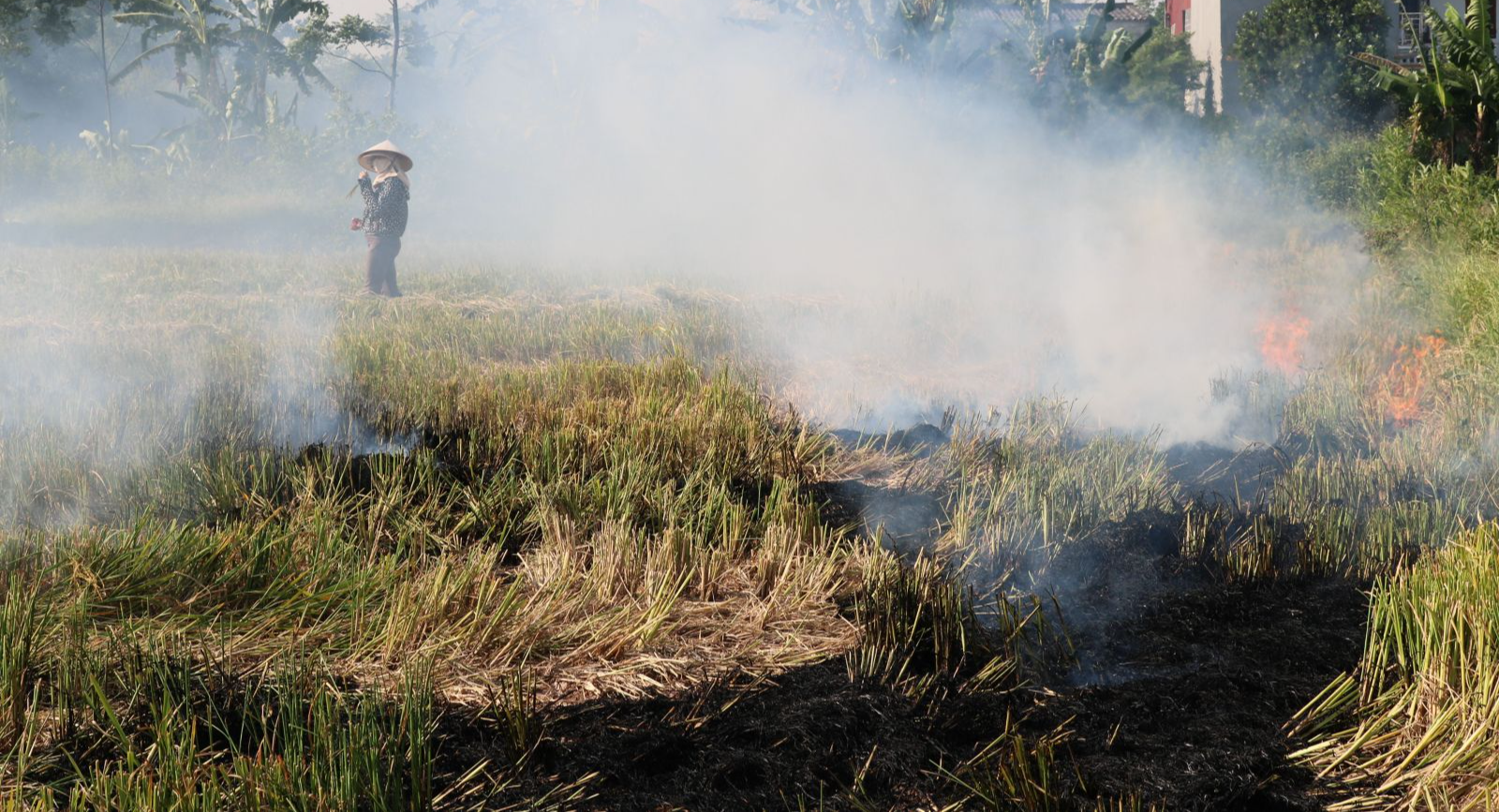 Bất ngờ: Thứ phụ phẩm mỗi mùa bị đốt bỏ khói um cả làng, nên Amazon bán 100 USD/tấn - Ảnh 2.