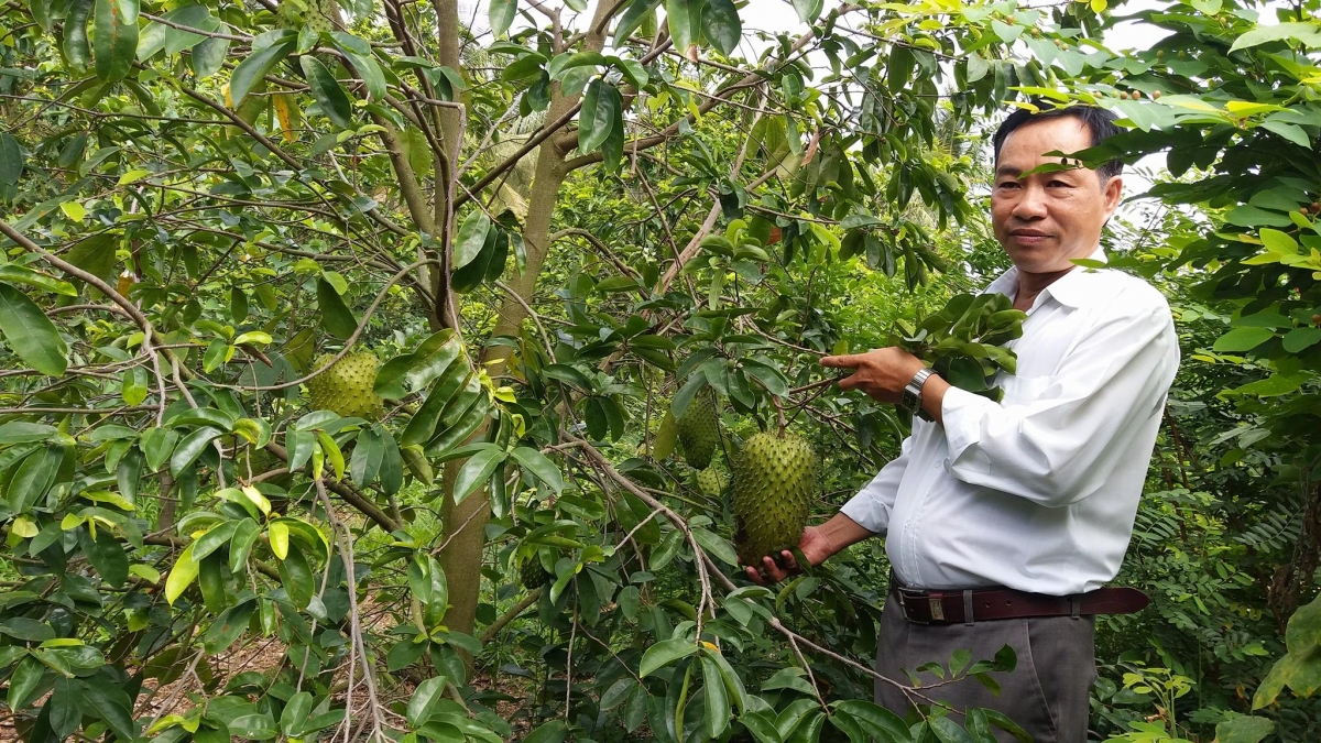 Trồng mãng cầu gai trên gốc bình bát cho hiệu quả kinh tế