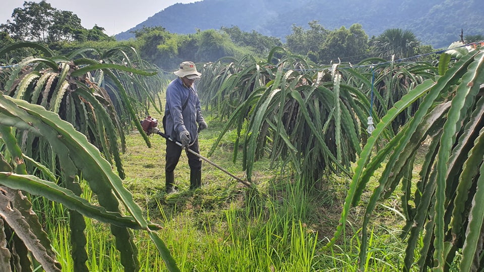 Nông dân thủ phủ thanh long Bình Thuận chưa &quot;mặn mà&quot; với thị trường Nhật Bản  - Ảnh 3.