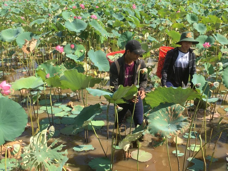 Huế: Nông dân Việt Nam xuất sắc 2021 là một ông nông dân nhân ái, giỏi trồng sen, chơi đàn ghi ta hay nhất vùng - Ảnh 9.