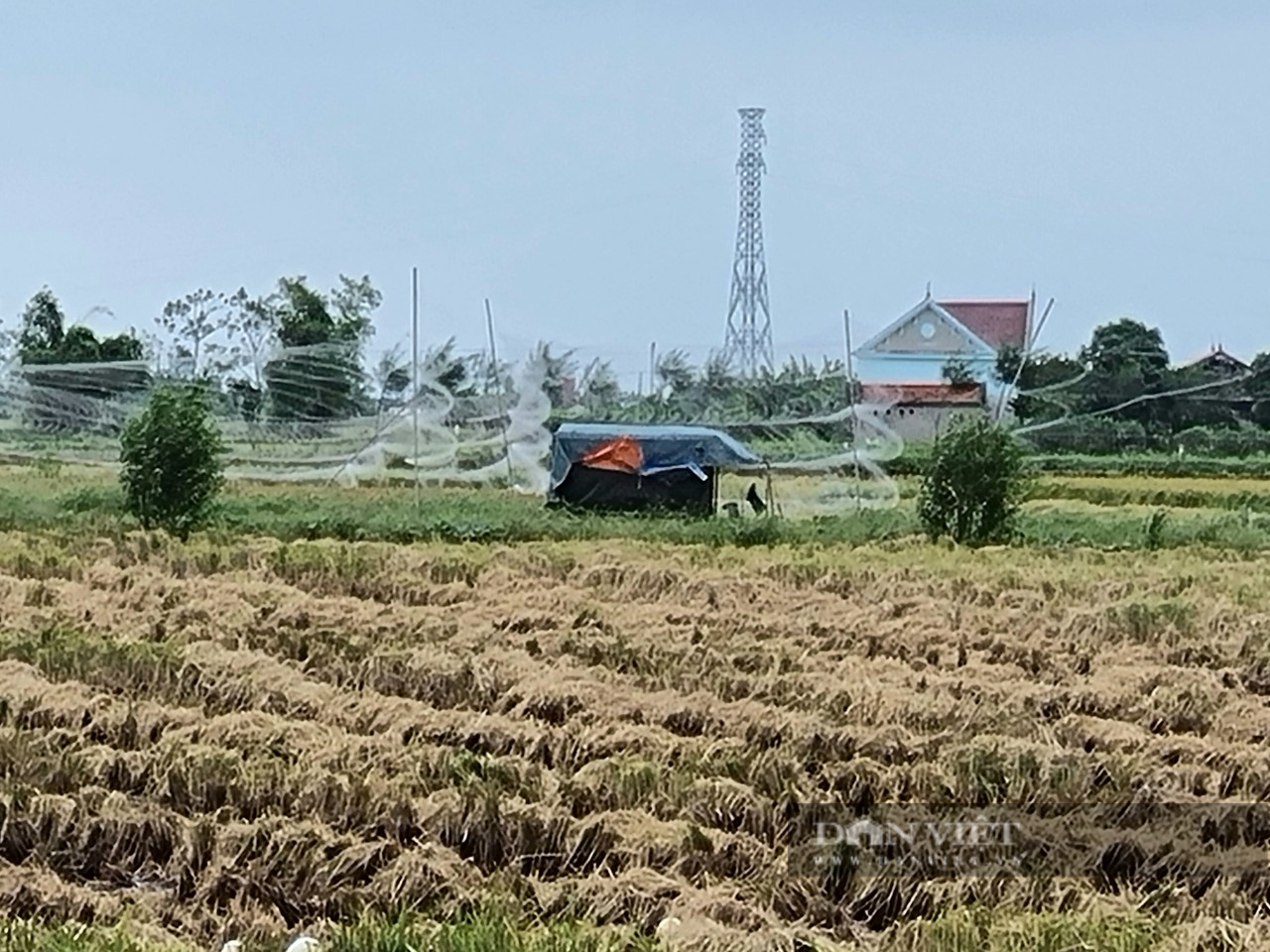 Ám ảnh những con chim trời mắc lưới chết khô trên cánh đồng lúa - Ảnh 5.