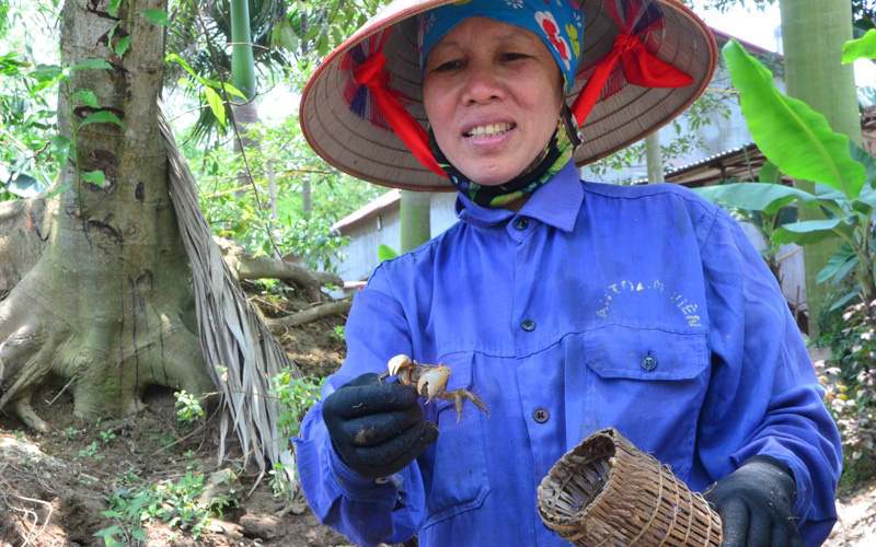 Quảng Ninh: Nuôi con đặc sản "nhát chết" trước cho không ai lấy, nay là "lộc trời", nhà nào nuôi nhà đó đổi đời