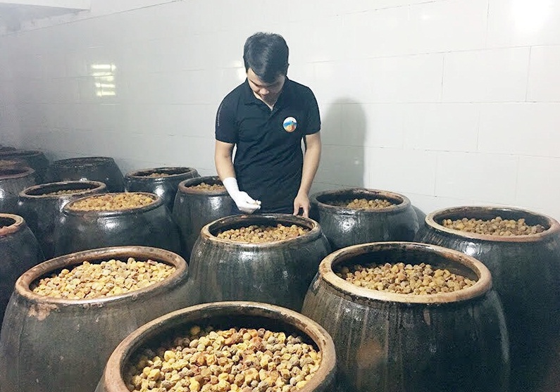 Trồng cây mơ lông, vặt hàng tấn quả đem ủ vô chum, nông dân này của tỉnh Quảng Ninh lãi 1,2 tỷ - Ảnh 3.