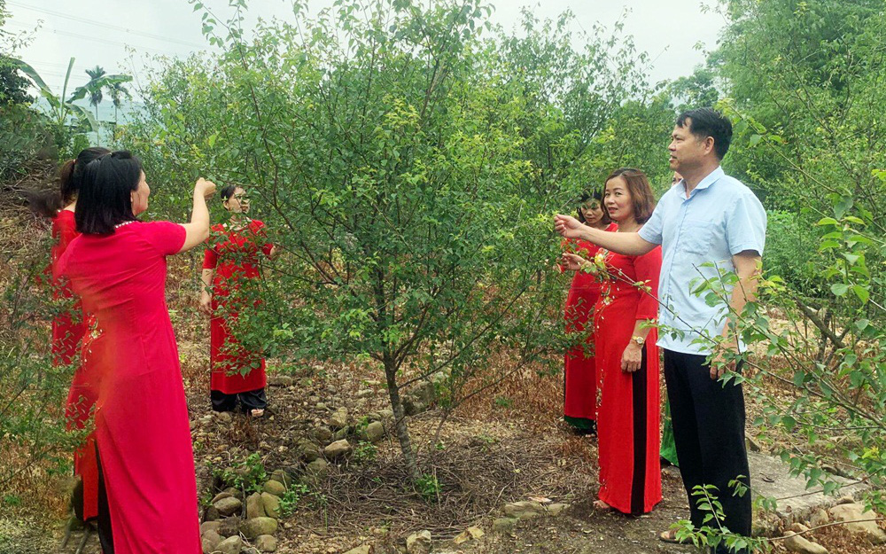 Trồng cây mơ lông, vặt hàng tấn quả đem ủ trong chum, nông dân này của tỉnh Quảng Ninh lãi 1,2 tỷ