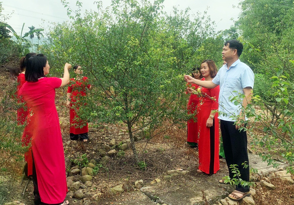 Trồng cây mơ lông, vặt hàng tấn quả đem ủ vô chum, nông dân này của tỉnh Quảng Ninh lãi 1,2 tỷ - Ảnh 1.