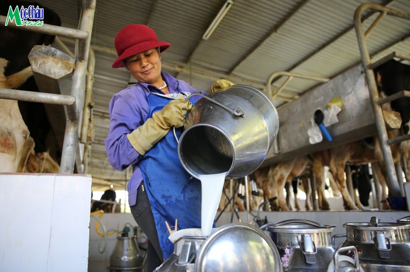 Mộc Châu Milk: Thành công nhờ gắn kết bền chặt với nông dân - Ảnh 1.
