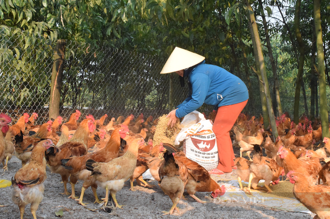 TT-Huế: “Giải cứu” hơn 10.000 con gà, hàng chục tấn bưởi bí đầu ra do dịch Covid-19  - Ảnh 2.
