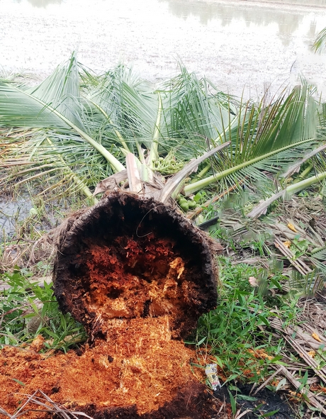 Vĩnh Long: Phóng thích loại ong ký sinh, bọ đuôi kìm vàng vào các vườn dừa để làm gì? - Ảnh 1.