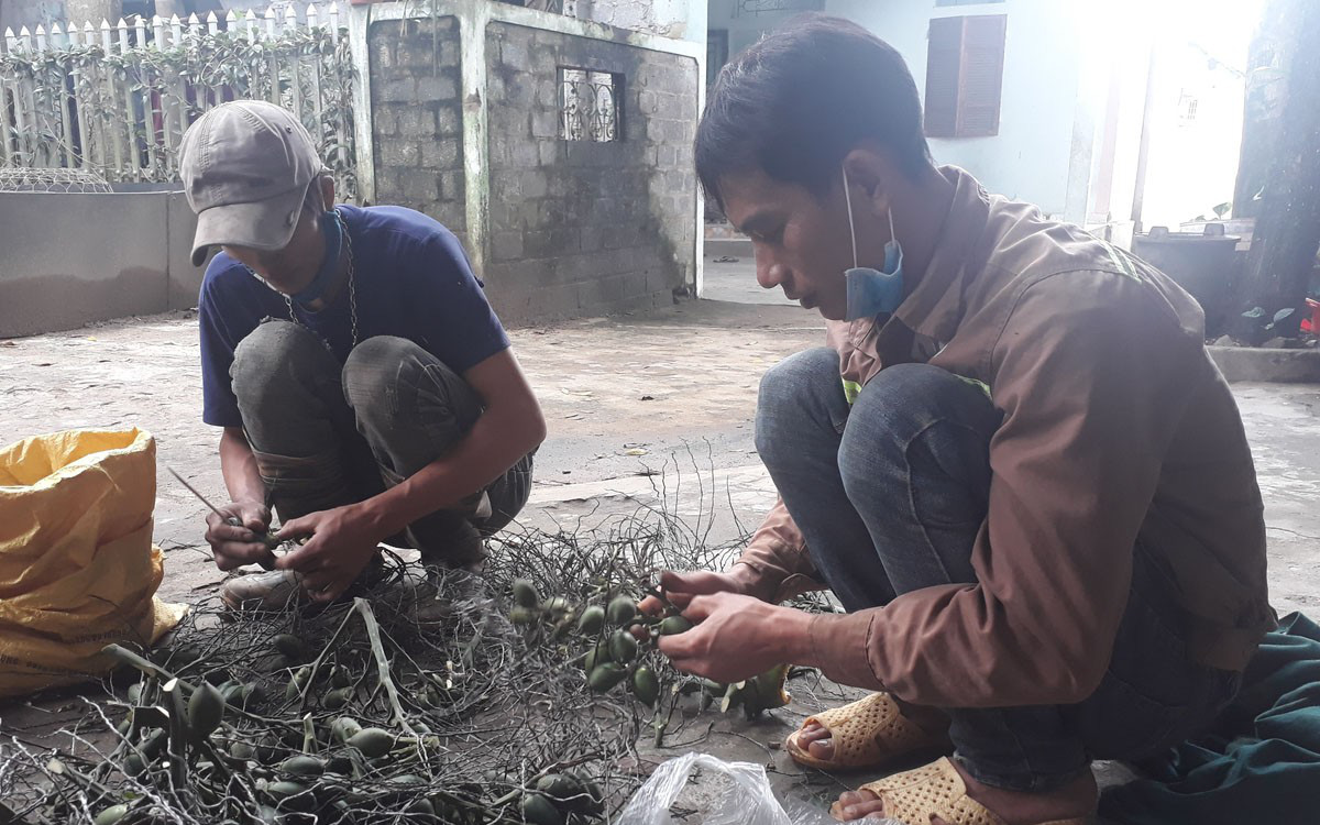 Giá cau tươi tăng cao chưa từng có, nông dân bán cau tươi đắt hơn giá lợn hơi