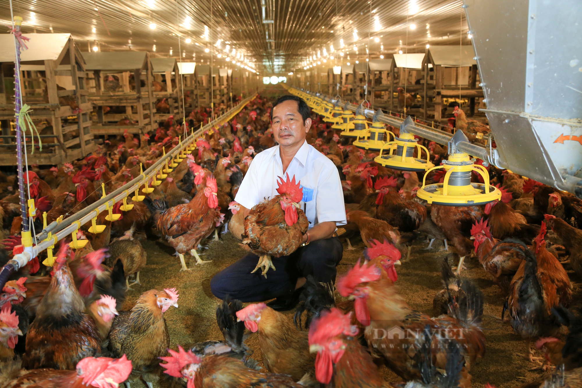 Làm giàu từ mô hình trang trại chăn nuôi gà bền vững 2021