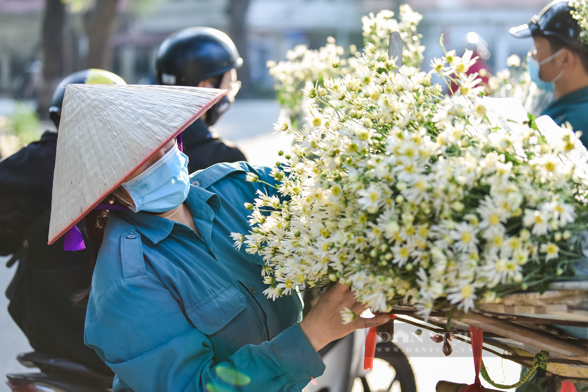 Cúc họa mi đem đông về trên phố phường Hà Nội - Ảnh 1.