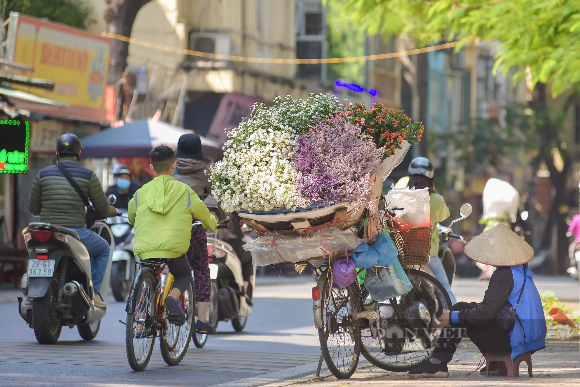 Cúc họa mi đem đông về trên phố phường Hà Nội - Ảnh 3.