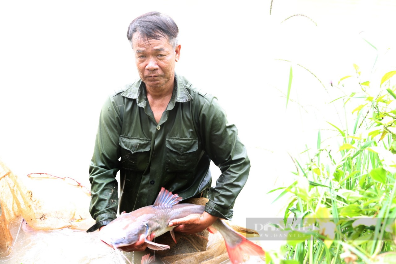 Lão nông thuần chủng thủy quái sông Sêrêpốk nuôi trong ao đất - Ảnh 4.