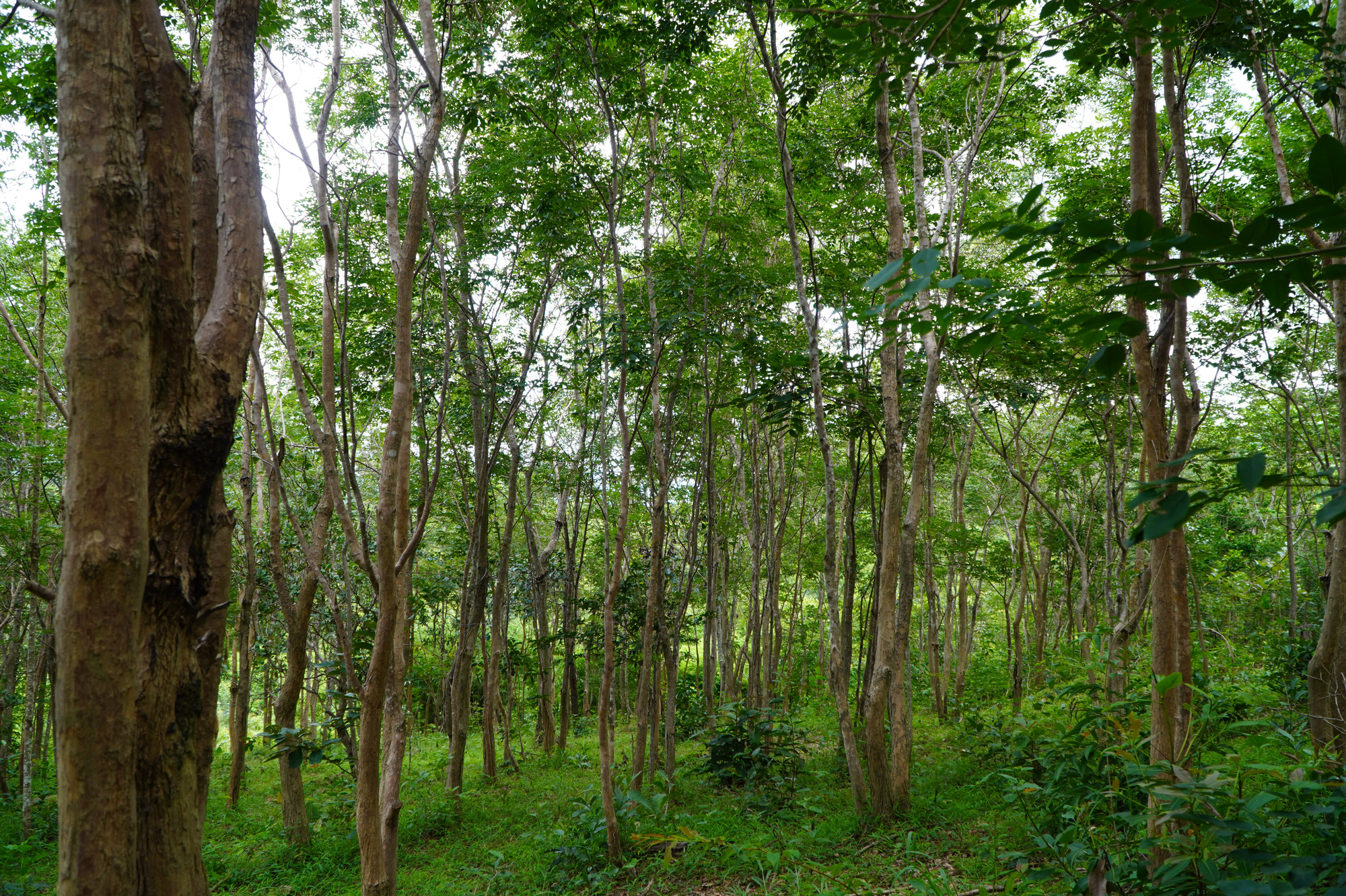 Gia Lai: Ngôi làng Ba Na sở hữu gia tài tiền tỷ nhờ trồng cây gỗ quý - Ảnh 2.