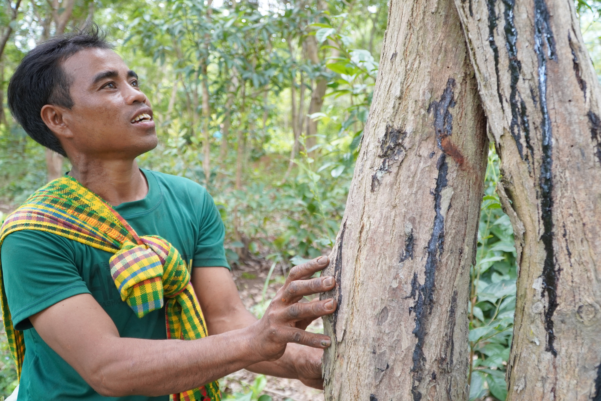 Gia Lai: Ngôi làng Ba Na sở hữu gia tài tiền tỷ nhờ trồng cây gỗ quý - Ảnh 6.